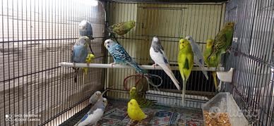 Cocorite