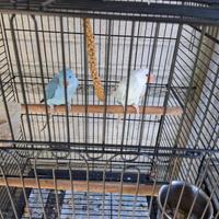 Parrocchetto dal collare