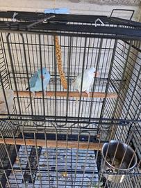 Parrocchetto dal collare