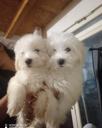 Maltese toy