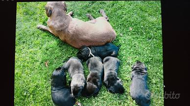labrador retriver.