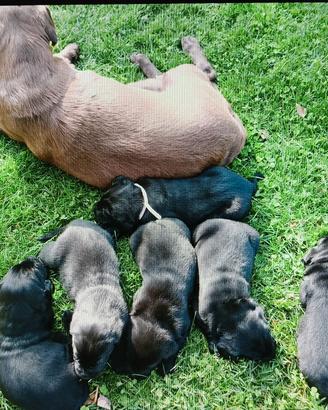 labrador retriver.