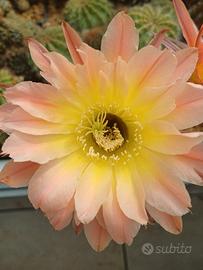 Cactus Echinopsis Ibrido 108 Profumato