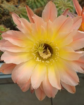 Cactus Echinopsis Ibrido 108 Profumato