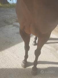 Quarter horse