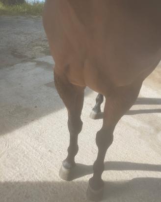 Quarter horse