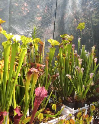 Piante Carnivore