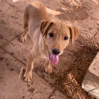 Splendide cucciole fantasia