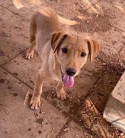 Splendide cucciole fantasia