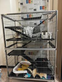 Furetto Albino di 3 mesi vaccinata