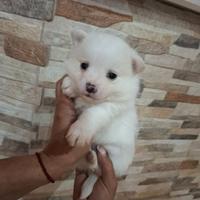 Cuccioli spitz e jack russell incorcio