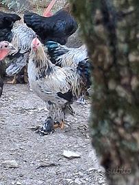 Coppie galline ornamentali