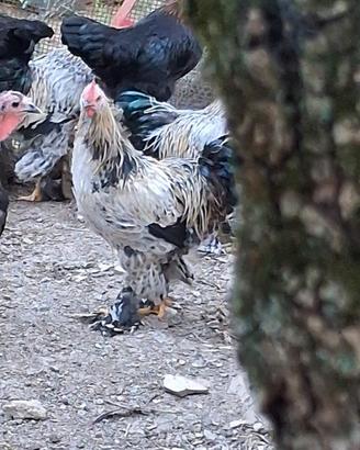 Coppie galline ornamentali