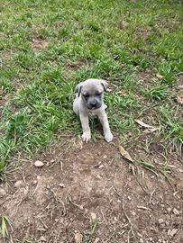 Cuccili di cane