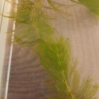 ceratophyllum pianta acquario e laghetto 