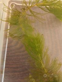 ceratophyllum pianta acquario e laghetto 