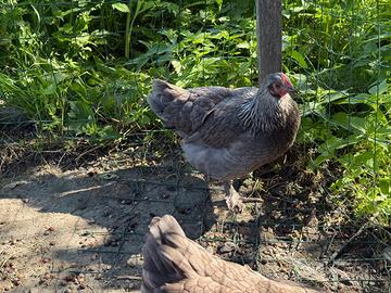 Galline marans collo argento