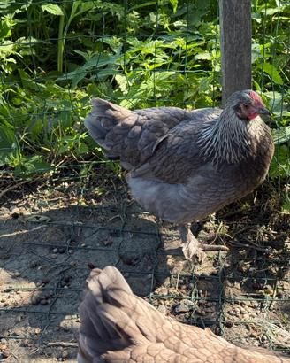 Galline marans collo argento