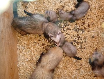 Furetti