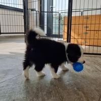 Border collie
