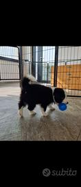 Border collie
