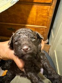 Barboncini nani marroni