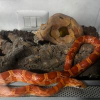 Serpente del grano, inclusa teca e accessori