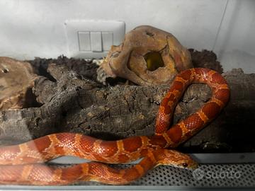 Serpente del grano, inclusa teca e accessori