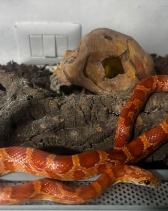 Serpente del grano, inclusa teca e accessori