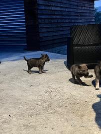 Cuccioli di lupo cecoslovacco