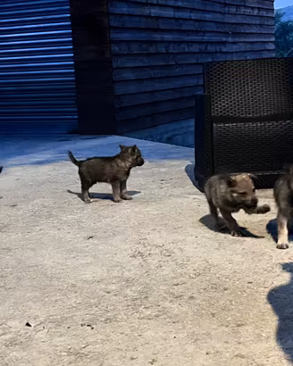 Cuccioli di lupo cecoslovacco