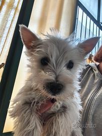West Hinghland white terrier