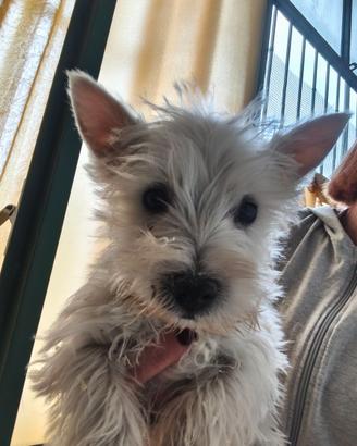 West Hinghland white terrier