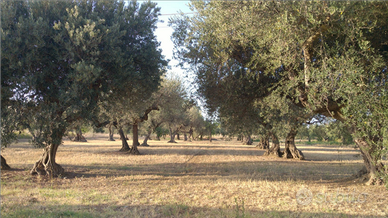 Terreno edificabile località Cepagatti di Pescara