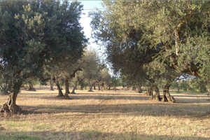 Terreno edificabile località Cepagatti di Pescara