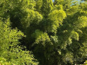 bamboo di tutte le dimensioni e altezze