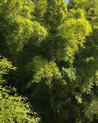 bamboo di tutte le dimensioni e altezze