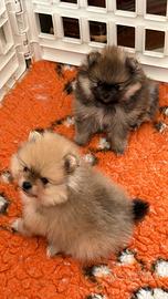 Cucciola Spitz tedesco nano Pomerania