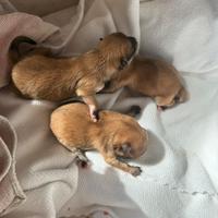 Cuccioli di spitz nano con pedigree enci