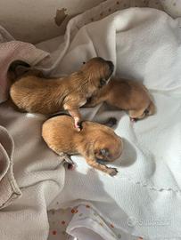 Cuccioli di spitz nano con pedigree enci