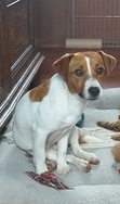 Jack russel maschio