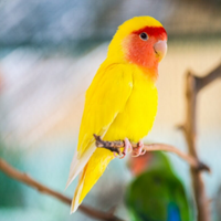 Pappagalli inseparabili