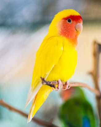 Pappagalli inseparabili