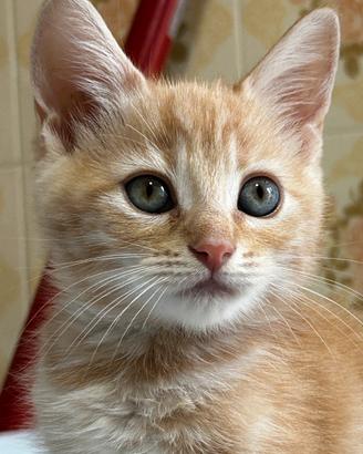 Gattino persiano incrocio