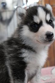 Siberian Husky Maschio