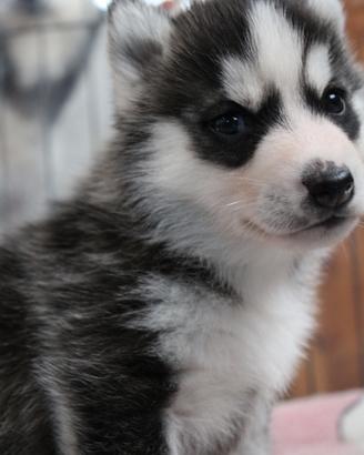 Siberian Husky Maschio