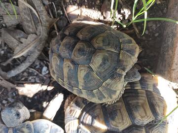Tartarughe di terra Hermanni con cites