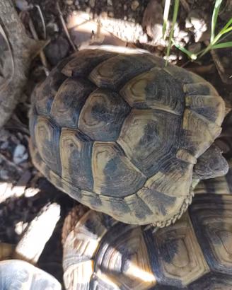 Tartarughe di terra Hermanni con cites