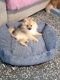 Volpina spitz tedesco pomerania