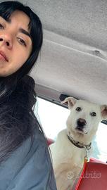 Meticcia dal manto bianco in adozione